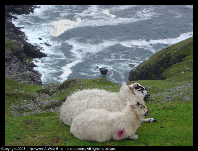 A Ewe and her lamb on Beefan and Garveross Mountain.