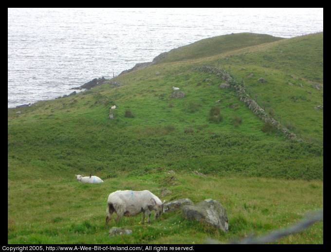 Sheep Near the Sea, Kilcar, Donegal