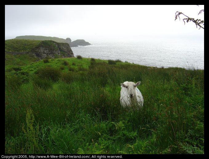 Sheep Near the Sea, Kilcar, Donegal