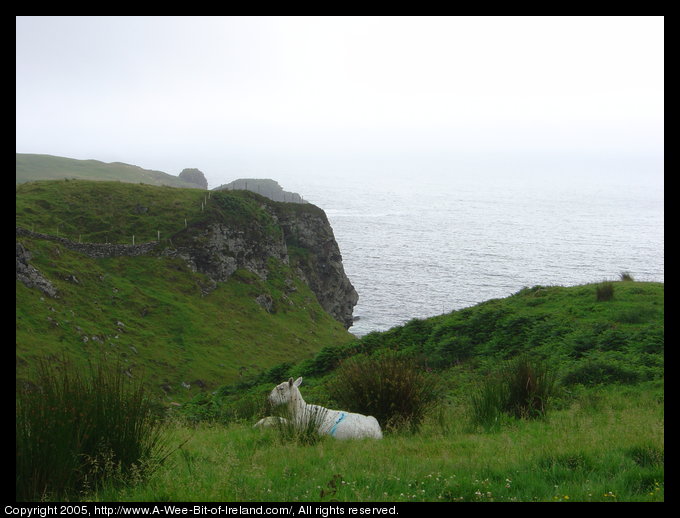 Sheep Near the Sea, Kilcar, Donegal
