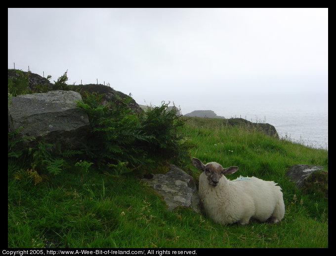 Sheep Near the Sea, Kilcar, Donegal