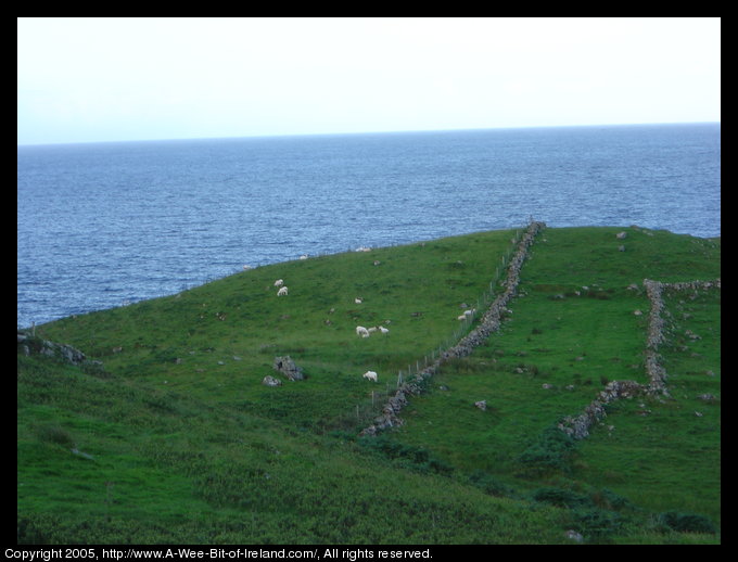 Sheep grazing on a hill next to stone fences and ocean near Kilcar,
 Donegal. The grass is green, the stones are gray and the ocean is blue.