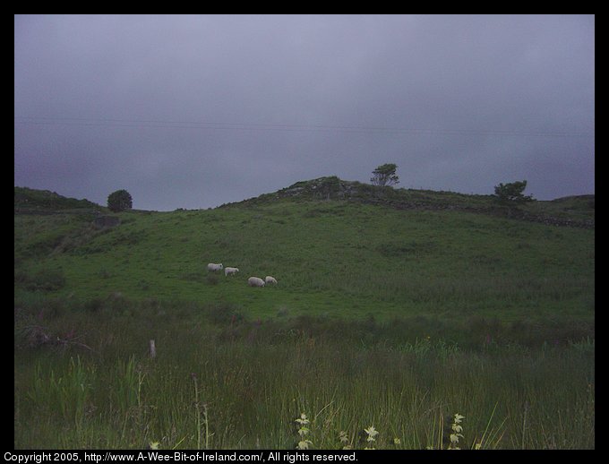 Sheep near Kilcar, Donegal. It is very early in the morning and not
 very light out. There is rain obscuring the mountains in the distance. It
 rains so much here that even the stone fences are green with growing things.