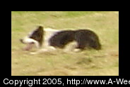 A black and white short haired sheep dog is lying in the grass resting
 and watching the sheep. The dog is keeping the sheep near the man.