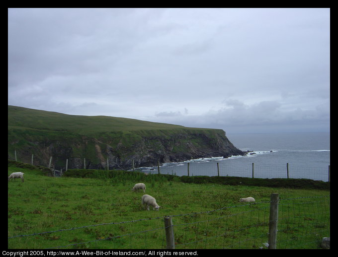 Sheep near rocky cliffs.
