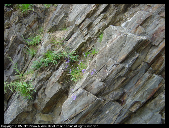 Wild flowers growing on rocky cliff.
