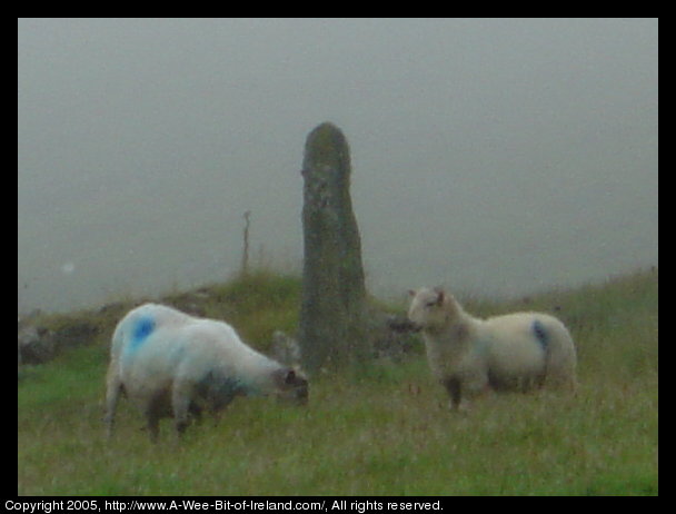 Sheep grazing next to a standing stone on a cold rainy July 8.