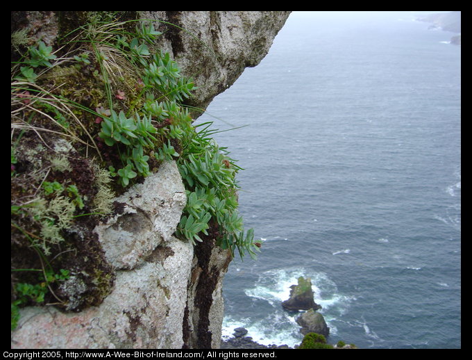Near the Slieve League sea cliffs, holding the camera over the edge and 
 looking straight down.
