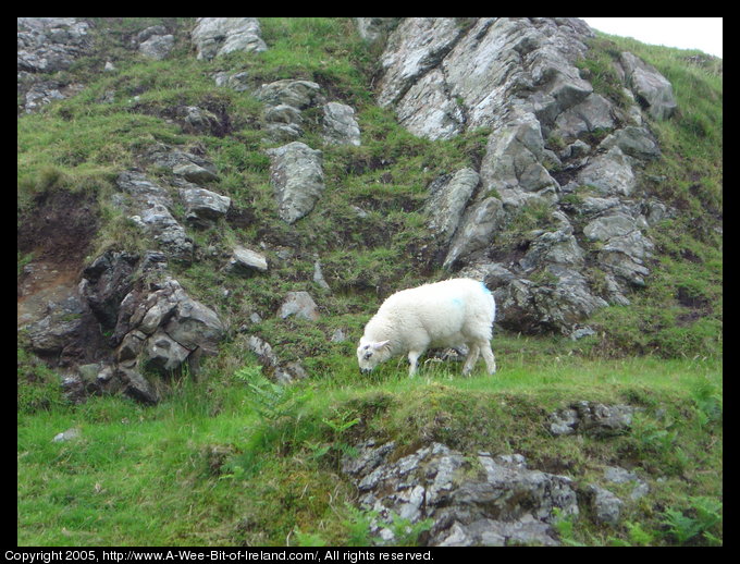 A lamb is grazing on vibrant green Irish grass with gray rocks above
 and below.