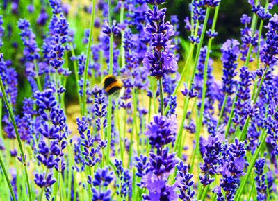 A field of lavender at http://www.perfume.ie/
